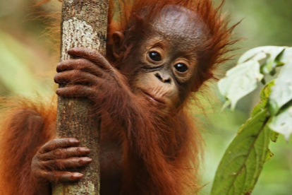 ¿Sabías que las orangutanas les hablan a sus hijos del pasado?