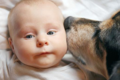 Perros reducen riesgo de asma en niños