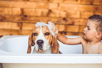 Hábitos de higiene para una sana convivencia entre mascotas y niños
